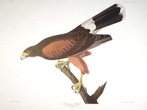 Louisiana Şahini. Amerika'nın Kuşları ndan (Amsterdam Baskısı)