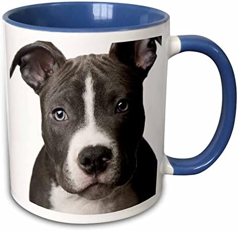 3dRose Köpekler Pitbull-Amerikan Pit Bull Terrier Köpek Yavrusu-Kupalar (mug_4240_11)