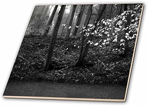 3. Bir derenin kenarındaki ağaçların siyah beyaz fotoğrafını çekin. - Fayans (ct_350304_1)