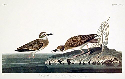 Wilson's Plover. Amerika'nın Kuşları ndan (Amsterdam Baskısı)