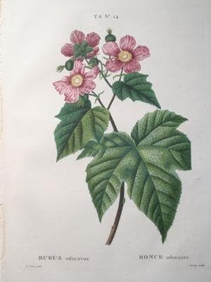 T. 6 No 24 Rubus Odoratus
